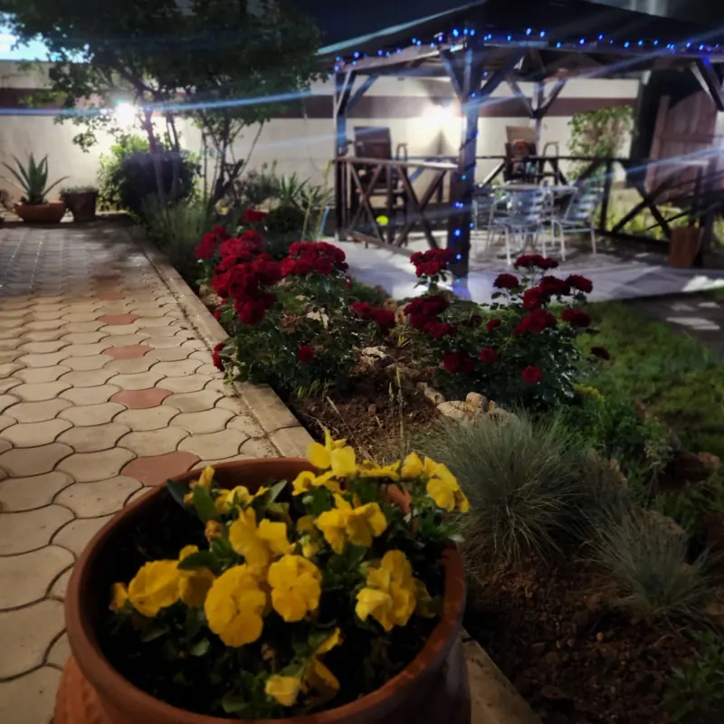 A bed of red roses along the paved path, with the gazebo behind