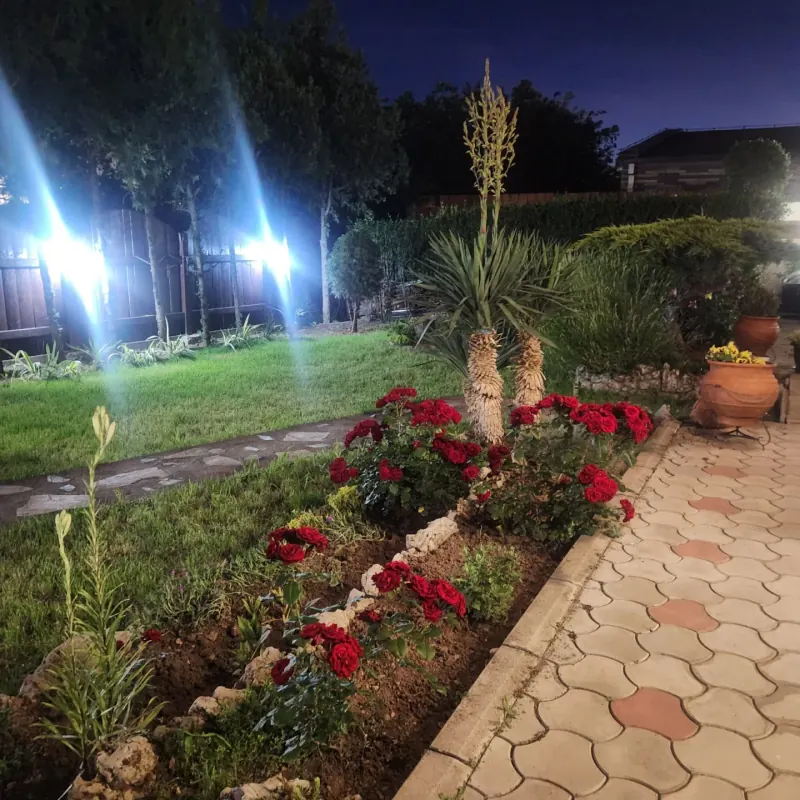The lawn with yuccas and a bed of roses, lit at night
